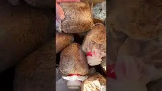 Culture de morilles pod de chez Ceramyca #culture