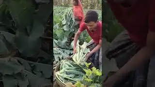 Amazing Fresh Harvest Cutting for Vegitables Market #shorts #viral#reels