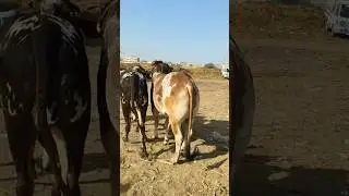 Bhains Colony Cow Mandi! Crowd & Cows Together 🔥🐃