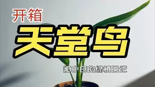 【植物开箱】天堂鸟，一款非常好养的室内绿植