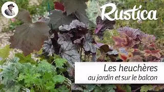 Les heuchères au jardin et au balcon