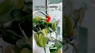 Water plants🙏🏻#trending #trendingshorts #shorts #youtubeshorts #youtube #plants #love #water #god