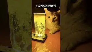 Viral turmeric water glass magic #magic  #turmeric #magic #trending #shorts #viral #trend #haldi