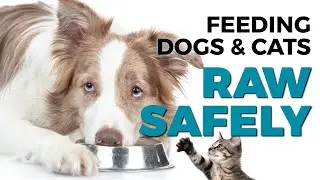 Is Raw Food Diet Dangerous to Feed Dogs and Cats? Get the Facts