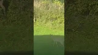 #deerlovetovisit#  #ourbackyard#  #eatinggrass#