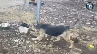 Nikita - Adăpostul Public Suceava