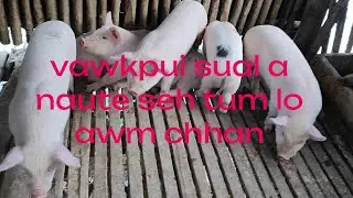 Vawkpui sual a naute seh tum lo awm chhan leh in ven dan#Vawk vulh tui mite tan