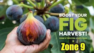 How to Grow a Bumper Crop of Figs in Zone 9: Expert Tips for Juicy Harvests