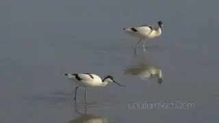 Pair of Pied avocet (Recurvirostra avosetta) feeding (4k UHD)