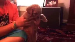 Puppy beauty patchent