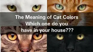 The Meaning of Cat Colors| Which one do you have in your house???