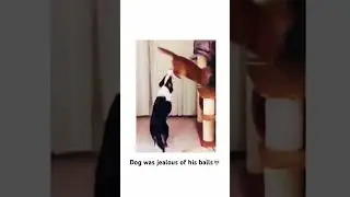 Dog was jealous of cat&rsquo;s balls 💀🥀🥀(maybe they were bigger then his🤔)..