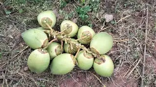 📞8210556731Andhra Pradesh Green Coconut Contact for Wholesale Business #shorts#coconut#vickyagro
