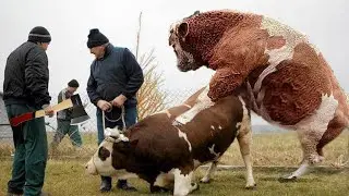 Incredible Modern American Dairy Farm: Feeding, Hoof Care, Milking #virtualfarmlife #agribusiness