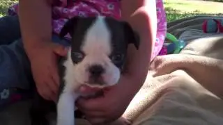 Royal Frenchel Micro French Bulldog Hybrid Designer Breed 