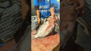 Amazing Big Tilapia Fish Cutting Skills Live In Fish Market15#shorts