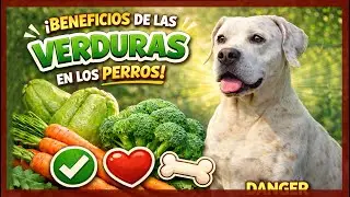 Estas verduras pueden mejorar la salud de tu perro 🐶🥕🥦