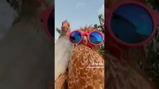 My pet chicken #cute