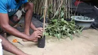 Vanilla Planting