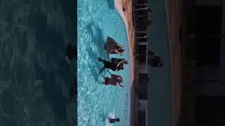 Felo's water class
