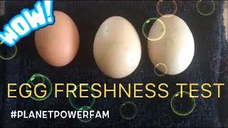 Egg Freshness Test/Are my eggs still fresh