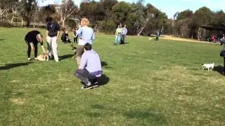 Dog park North Adelaide