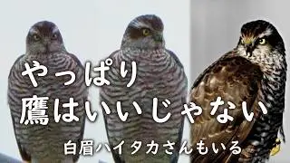 鷹🦅ハイタカたかなしさん