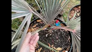 Bismarck Palm Spear Pull - Will It Recover?