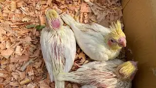 আজ আপনাদের দেখালাম খুলনার বিখ্যাত পশু-পাখির হাট। Khulna's famous animal and bird market