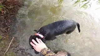 MY DOGS FIRST GOOSE RETRIEVE!