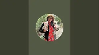 Страна Эльфов чихуахуа  в прямом эфире!