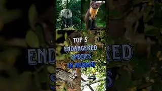 Top 5 Endangered Species in Kodagu