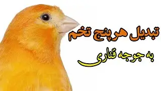 هر پنج تخم قناری  مربوط به ویدیوی قبلی تبدیل به جوجه قناری شد .