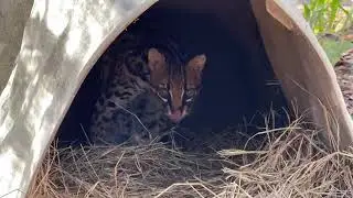 Monday morning walkabout with Brittany at Big Cat Rescue 01 18 2021