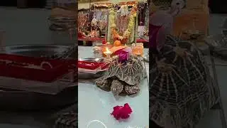 Divine Totoise 🐢 #viral #youtubeshorts #tortoise #pets