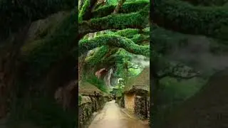 beautiful trees in China #nature #abbottabad #nathiagali