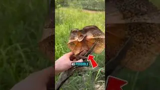 The Lizard That Runs Like a Dinosaur! 🦖 | Frilled Lizard&rsquo;s Wild Defense Mechanism #animalfacts