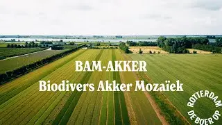 Innovatieve akkermaatregel Biodivers Akker Mozai&euml;k (BAM) geeft ruimte aan boerenlandvogels
