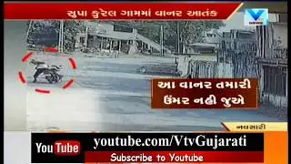Terror of Monkey in Navsari: Attacks 19 By-Passers in 2 Months, Terror Caught in CCTV | Vtv News