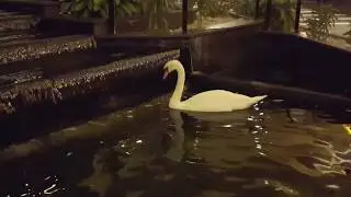 Swan Pond