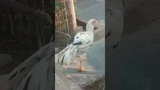 temper tile roster🐓# excellent fighter #like and share and subscribe #my channel🐓