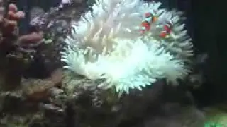True Percula Clownfish