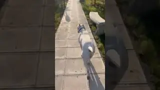 Pure Loyalty in Every Step 🐾 | My Dog&rsquo;s Peaceful Walk #abundance