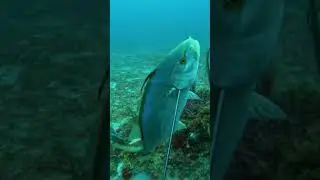 Capture of the Yellow Jack | Spearfishing Chronicles #shorts