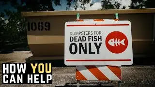 Red Tide Killing Thousands Of Fish in Tampa Bay