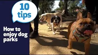 10 tips to help you and your dog enjoy dog parks