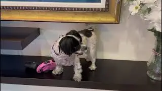 Meet Abby &mdash; Tron Electrical&rsquo;s Furry Mascot!&rdquo; 🐾⚡