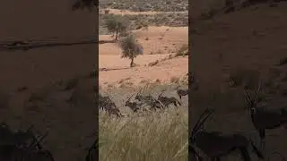 The Ultimate Namibian Kalahari Oryx Hunt Overnight in Dunes 2, Live Entertainment! #short