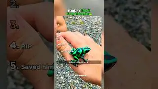 Ranking Top 5 Frog Moments That Made You LOL Again!