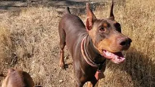AKC male Staffordshire Bull Terrier and Doberman Pinscher